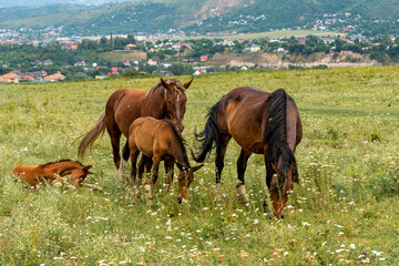 Fototapeta premium horses in the meadow
