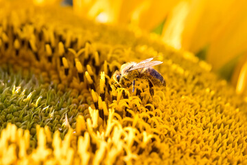 bee collecting pollen on a sunflower