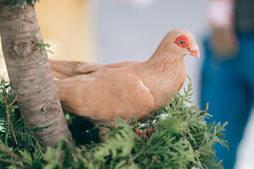 Decorative dove of the Thurman breed. Coffee and fawn turman. Beautiful close-up portrait of a thoroughbred bird. Wedding decorative dove on a branch.
