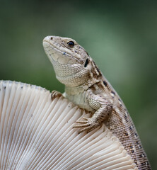 The lizard sits on a mushroom in the forest. Funny animals. Beauty of nature. Animal in the natural environment close-up.