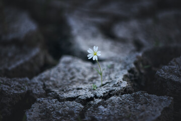 One daisy flower on dry ground with cracks. Global warming. dry season. environmental threat, climate crisis, nature protection concept. Save the Earth. - obrazy, fototapety, plakaty
