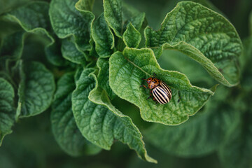 Colorado potato beetle Leptinotarsa ​​decemlineata, Colorado potato beetle eats young green...