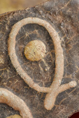 Enamelled tile from church with a stylized fish image.