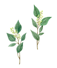 植物の水彩イラスト