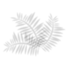 palm tree leaf shadow