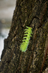 close up of a caterpillar on the tree, wild nature, poisonous caterpillar, green caterpillar