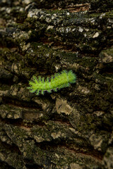 green caterpillar on tree trunk with moss, poisonous caterpillar