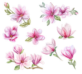 Pink magnolia set, flowers. Illustration. Sample. Watercolor isolated on white background. Close-up