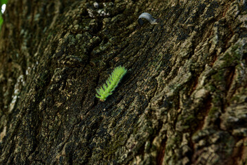 green caterpillar on tree trunk with moss
