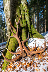 A set of huge deer antler sheds found in the forest. Beautiful forest background. Bieszczady Mountains, Carpathians, Poland.