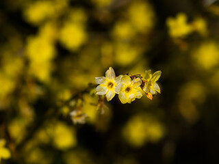 Fiori gialli