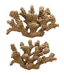 Obraz premium 3d rendering coral marine invertebrates hard skeleton perspective view