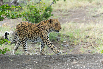 Leopard (Panthera Pardus) hunting  aroud a dry riverbed in Mashatu Game Reserve in the Tuli Block in Botswana        