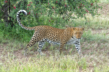 Leopard (Panthera Pardus) hunting  aroud a dry riverbed in Mashatu Game Reserve in the Tuli Block in Botswana        