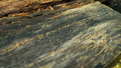 Old rotted and damp wood with cracks and moss. Empty space for design and text. Natural wallpaper. No people.