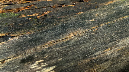 Rotted and damp wood log with cracks and moss. Empty space for design and text. Natural wallpaper. No people.
