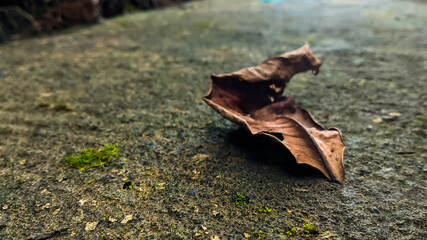 Fallen leaf lay on the gray rocky surface in the center. Empty space for design and text. Nature wallpapers.