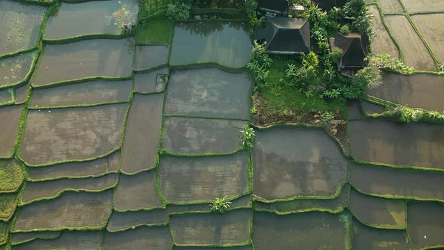 Ubud is the heart of Bali. Drone flight over rice terraces at sunrise