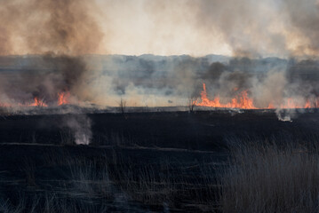 焼け野原（Burned field）