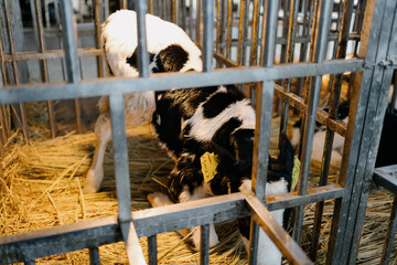 cow on the farm