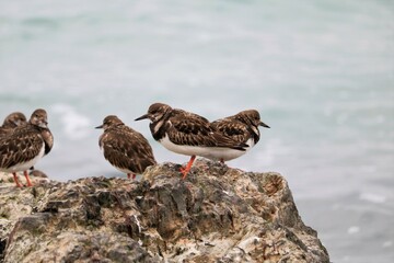 tournepierre à collier