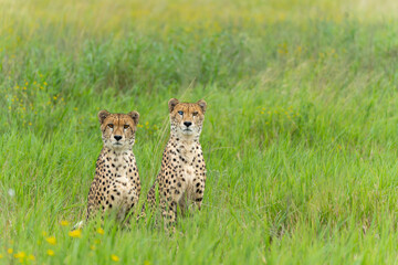Cheetah (Acinonyx jubatus) brothers searching for prey in Mkuze Falls Game Reserve r in South Africa