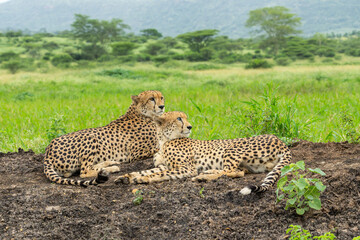 Cheetah (Acinonyx jubatus) brothers searching for prey in Mkuze Falls Game Reserve r in South Africa