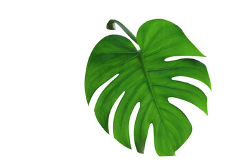 Fototapeta na wymiar The Green Monstera leaf on isolated background