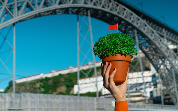 Woman hand with Basil in a pot Manjerico plants against Porto gridge. The symbol of the Portuguese, Summer festival in June San Juan