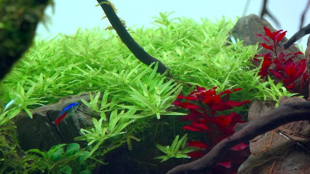 Rotala green in tropical aquascape. Planted aquarium with big roots and Frodo stones. 4k footage