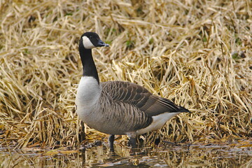 Canada Geese (Branta Canadensis) on Leeds Liverpool Canal, East Marton, Craven District, North Yorkshire, England