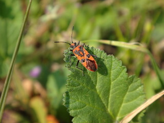 Cinnamon bug, black and red squash bug (Corizus hyoscyami) sitting on a green leaf