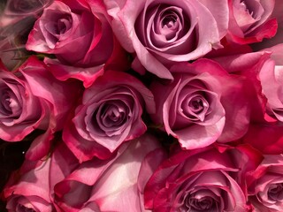 close up of pink roses