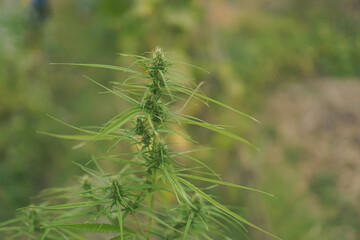 Researchers use examine Marijuana plants for medical research. Marijuana indica research concept.selective focus.