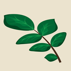 leaf vector illustrations. leaf element