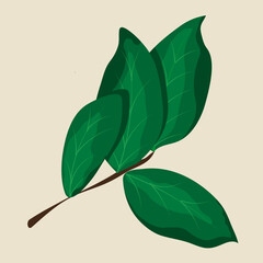 leaf vector illustrations. leaf element