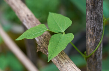 close-up of vibrant green bean plant vine foliage, aka french beans, pole or runner beans, fast...