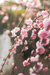 cherry blossom