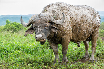Obraz premium Old Affrican Buffalo (Syncerus caffer) bull walking after a mud bath in Hluhluwe Imfolozi National Park in South Africa