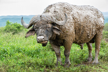 Old Affrican Buffalo (Syncerus caffer) bull walking after a mud bath in Hluhluwe Imfolozi National...