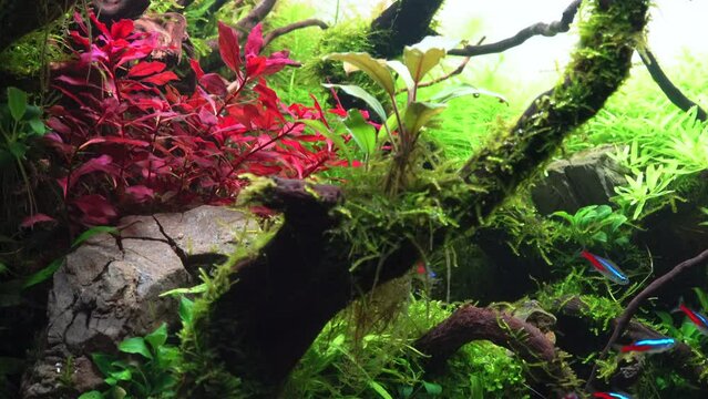 Closeup of school of neon tetra fish in tropical aquascape. Planted aquarium with big branched roots, Frodo stones and ludwigia super red. 4k footage