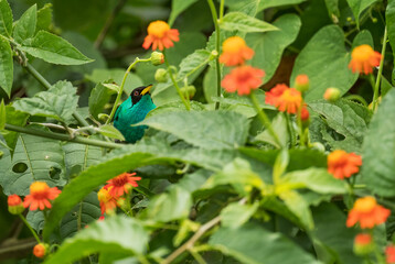 Green Honeycreeper - Chlorophanes spiza, beatiful small colorful honeycreeper from Panama.