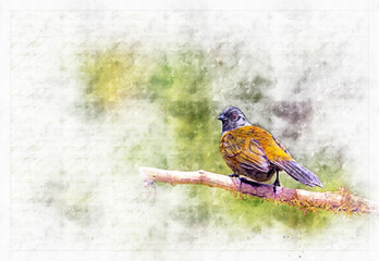 Large-footed finch bird on tree branch , watercolor artistic work .