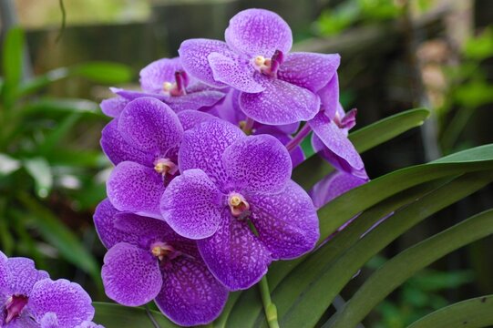 Purple Vanda Robert's Delight Orchid Flower, Bokeh Background, Close up macro photography , Beautiful Nature 