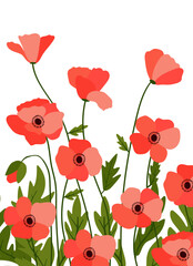 Red poppies on white background background.Eps 10 vector.