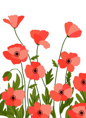 Fototapeta premium Red poppies on white background background.Eps 10 vector.