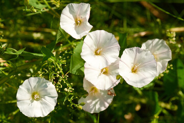 Acker-Winde (Convolvulus arvensis)