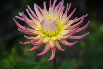 Pink and yellow dahlia, with green background foliage 