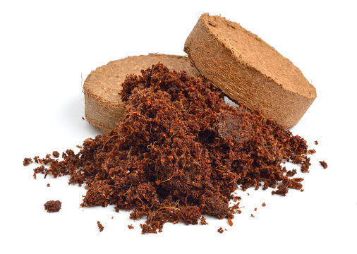 Coconut Coir substrate. Pressed briquette Isolated on White Background