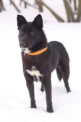  black puppy dog full body photo on winter snow background